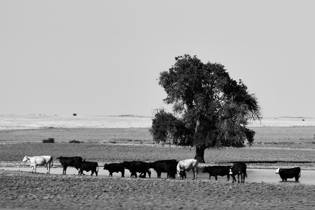 Roadside cows by louannwarren