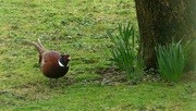 25th Feb 2024 - Male Pheasant