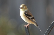 25th Feb 2024 - Another male goldfinch...