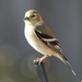 Another male goldfinch...