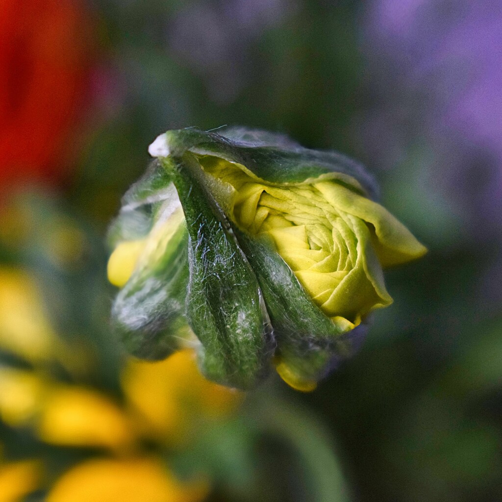 2 24 Ranunculus bud - yellow by sandlily