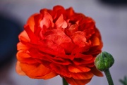 24th Feb 2024 - 2 24 Full Bloom Orange Ranunculus