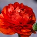 2 24 Full Bloom Orange Ranunculus