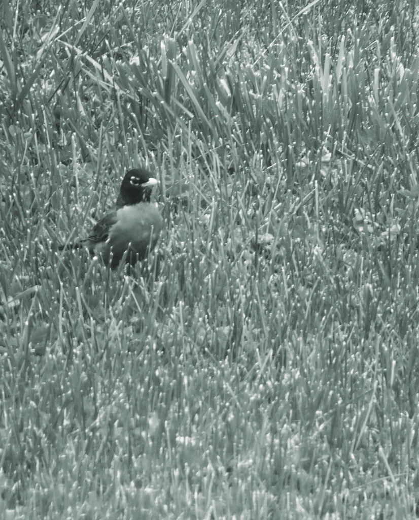 Bird...Grass by linnypinny