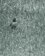25th Feb 2024 - Bird...Grass