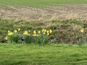 25th Feb 2024 - Daffodils Flower 