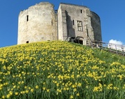 25th Feb 2024 - Cliffords Tower Springs to Life!