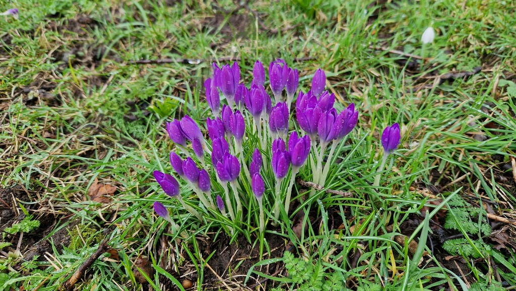 First crocusses by bunnymadmeg