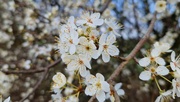 25th Feb 2024 - Blackthorn blossom