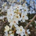 Blackthorn blossom by bunnymadmeg