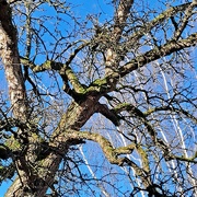 24th Feb 2024 - tree in winter