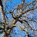 tree in winter by lydiakupi