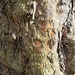 tree by lydiakupi