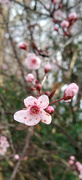 25th Feb 2024 - Wild plum blossom 
