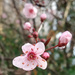 Wild plum blossom  by 365projectorgjoworboys