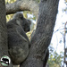I love a little Hope by koalagardens