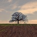 LONE TREE. by derekskinner