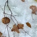 Fall & Freeze by kimberly2024