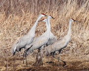 25th Feb 2024 - Sandhill cranes