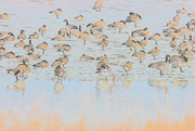 23rd Feb 2024 - geese water painting
