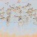 geese water painting