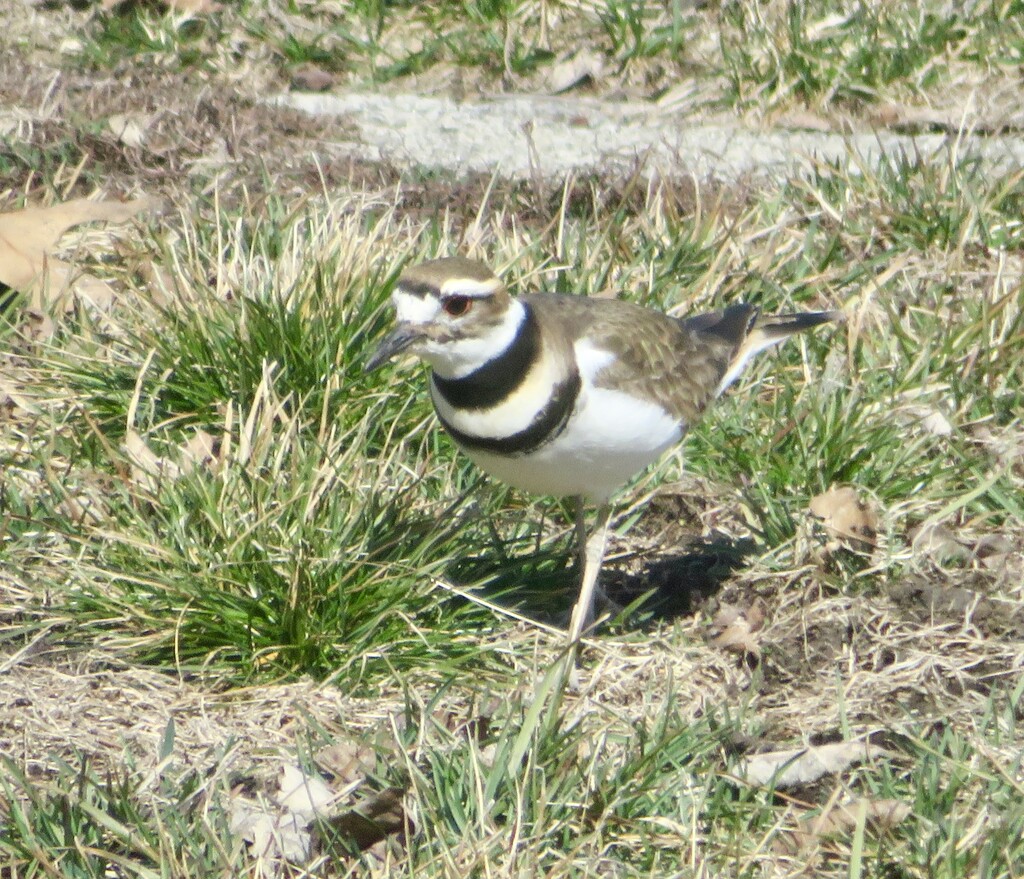 Killdeer, I don’t remember seeing them this early before.  by illinilass