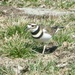 Killdeer, I don’t remember seeing them this early before. 