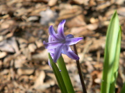 25th Feb 2024 - Purple Flower in Neighbor's Yard 