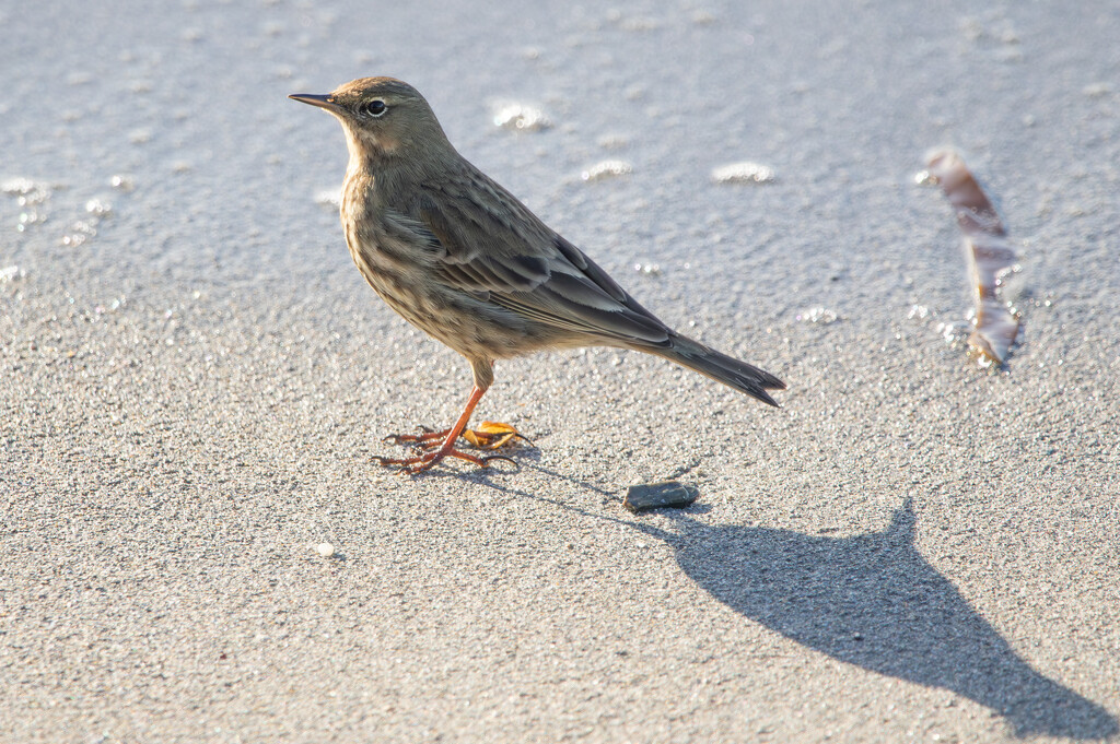 Which Pipit? by lifeat60degrees