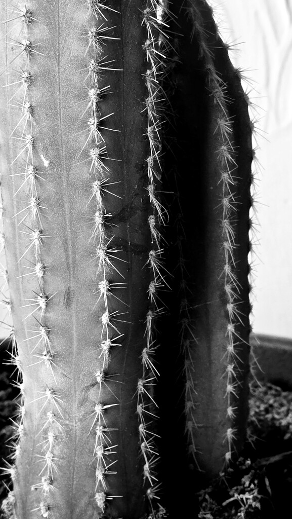 56/366 - Cactus by isaacsnek