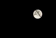 24th Feb 2024 - Snow Moon Setting