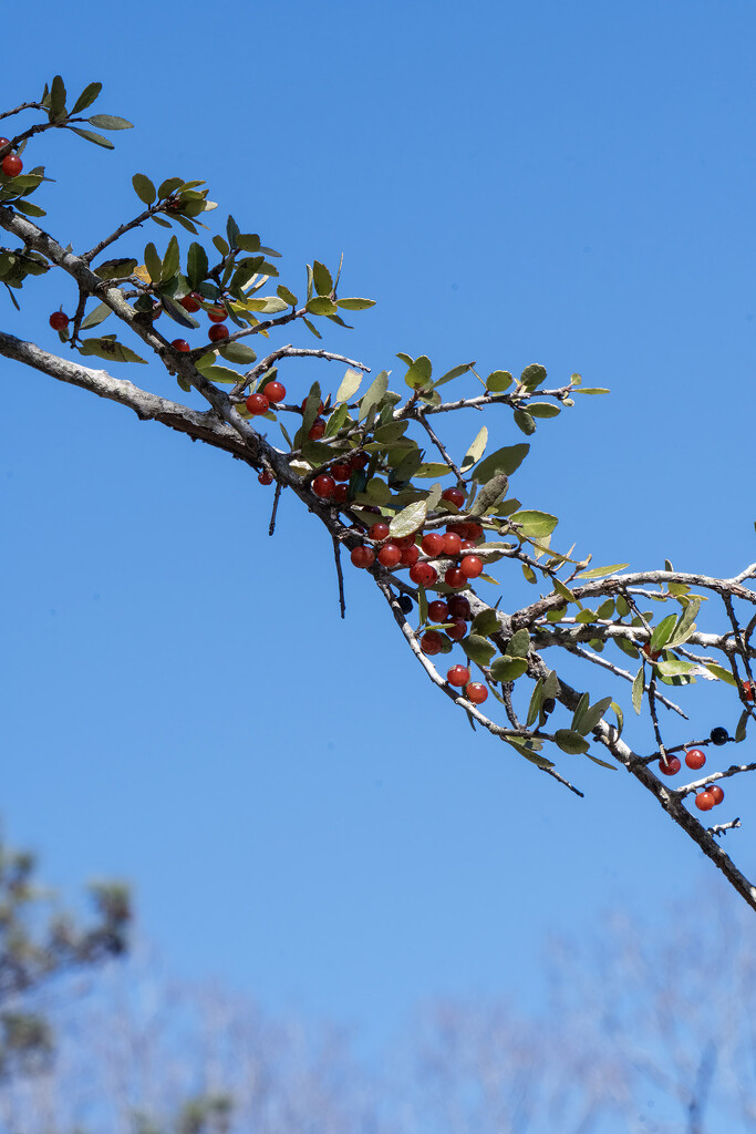 Yaupon Holly Berries by k9photo