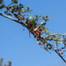 Yaupon Holly Berries by k9photo