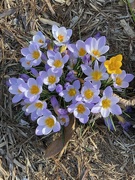 24th Feb 2024 - We are surprised each day as we planted so many  new crocus last fall and now we're enjoying the fruits of our labor.