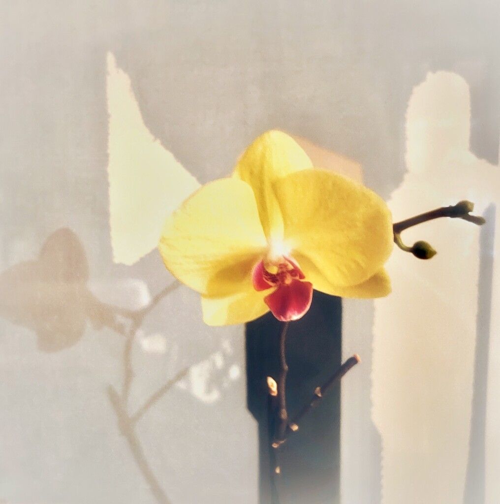 Budding orchid with shadow by rensala