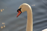 24th Feb 2024 - Swan