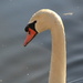 Swan by pirish