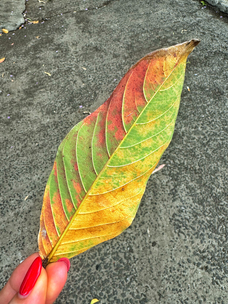 All seasons in a leaf.  by cocobella