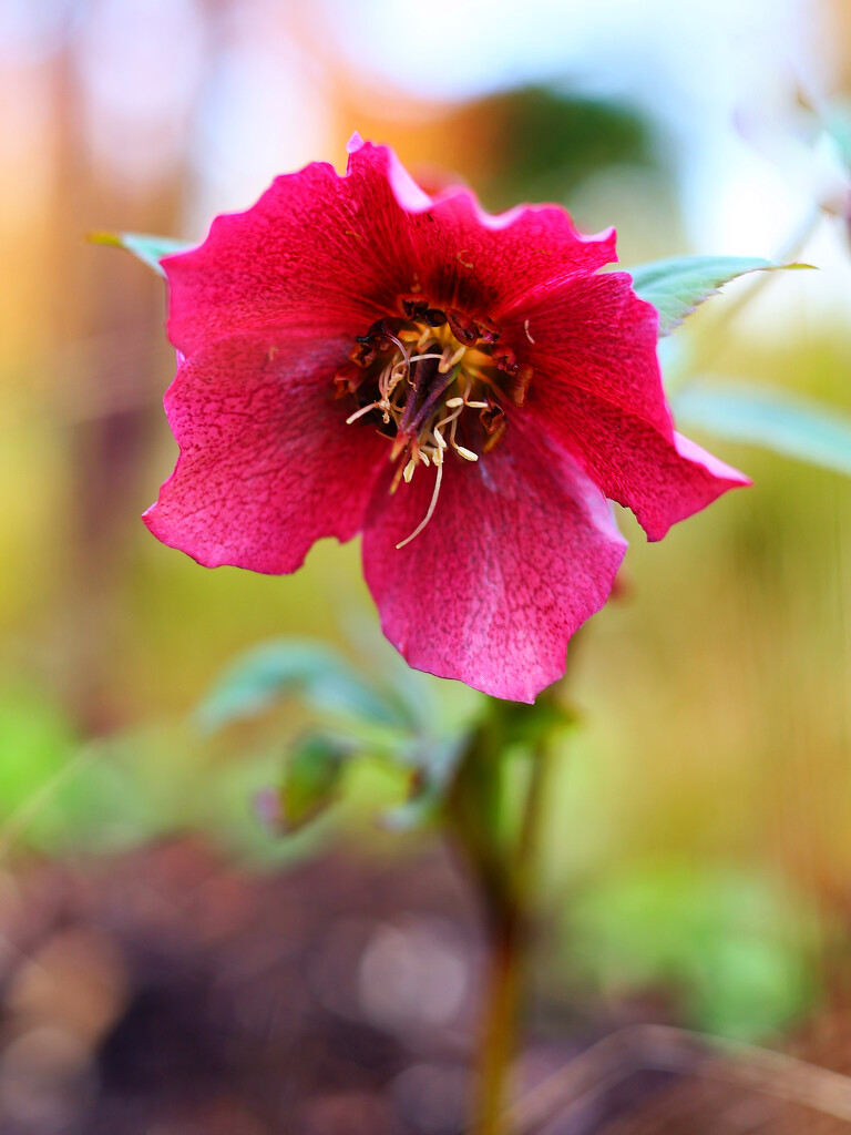 Helleborus by neil_ge