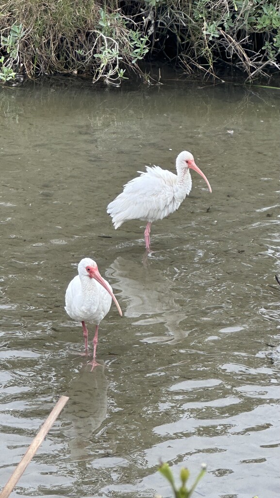 White Ibis by colleennoe