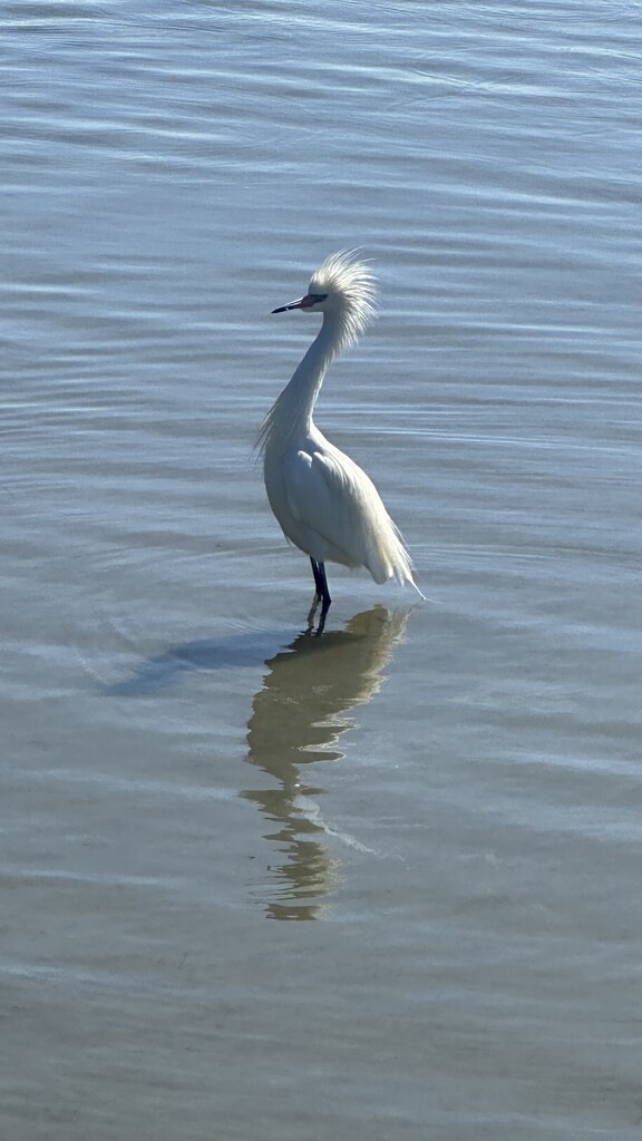 Showy Snowy Egret by colleennoe