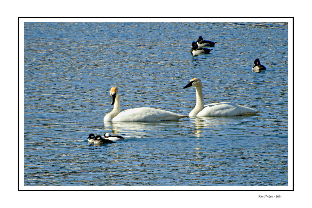 Swans and Ducks by kbird61