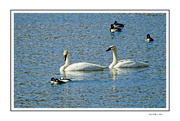24th Feb 2024 - Swans and Ducks
