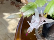 25th Feb 2024 - Thanksgiving Cactus