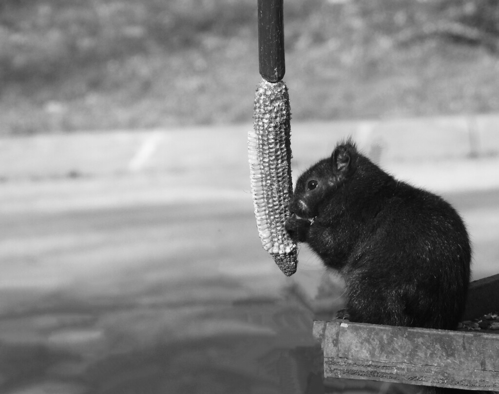 black squirrel in b&w by amyk