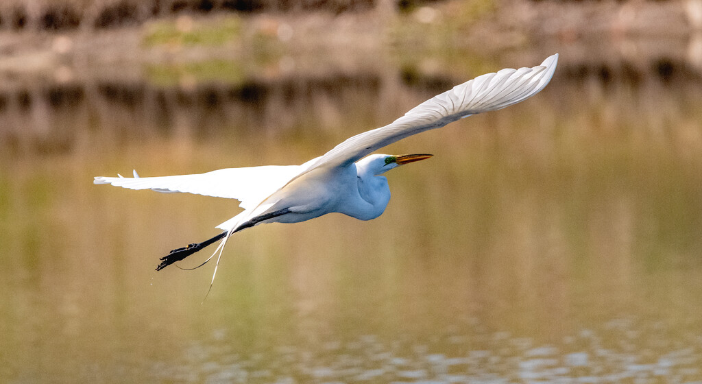 Egret Flying Away! by rickster549