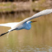 Egret Flying Away!