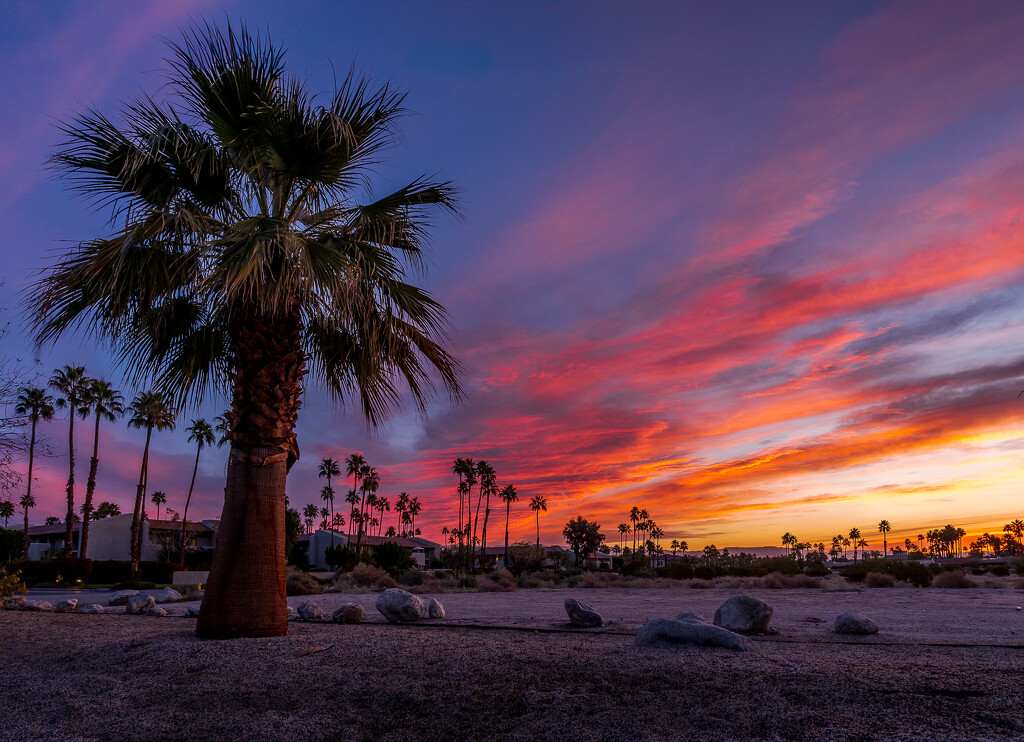 Palm Springs Sunrise by cdcook48