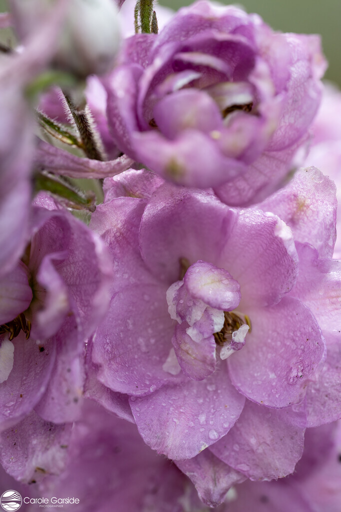 Delphinium by yorkshirekiwi