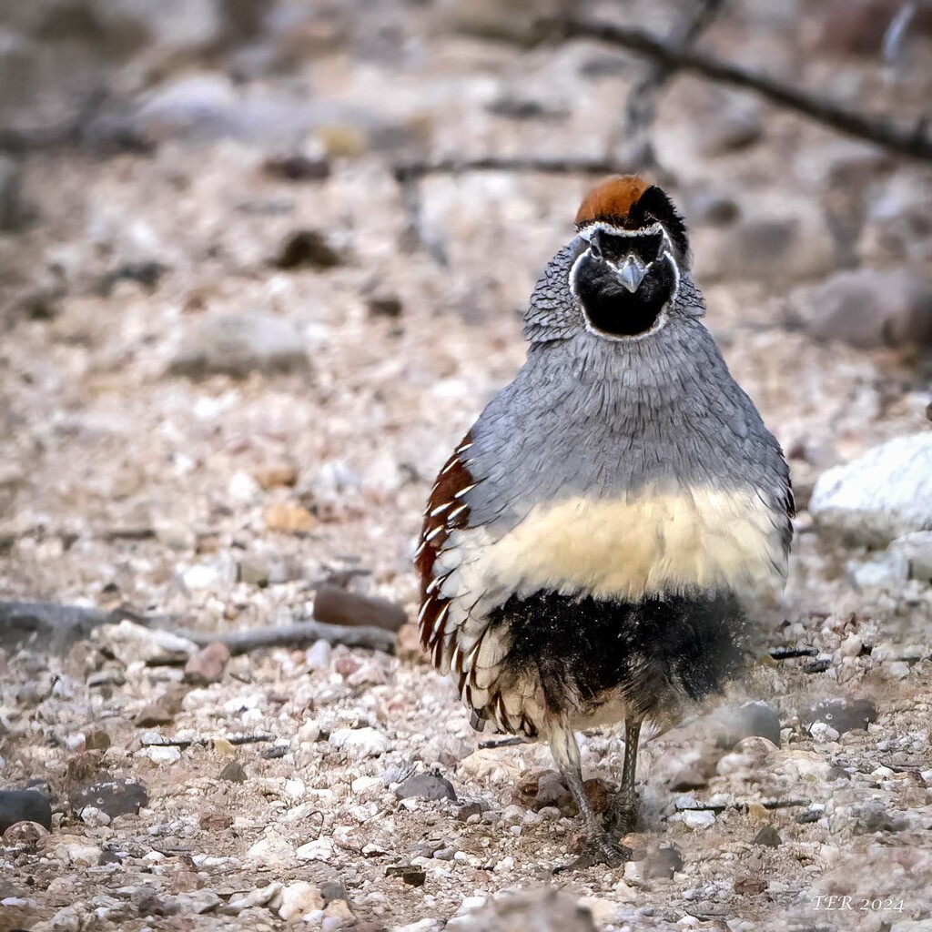 Gambel's Quail Comes for a Visit by taffy